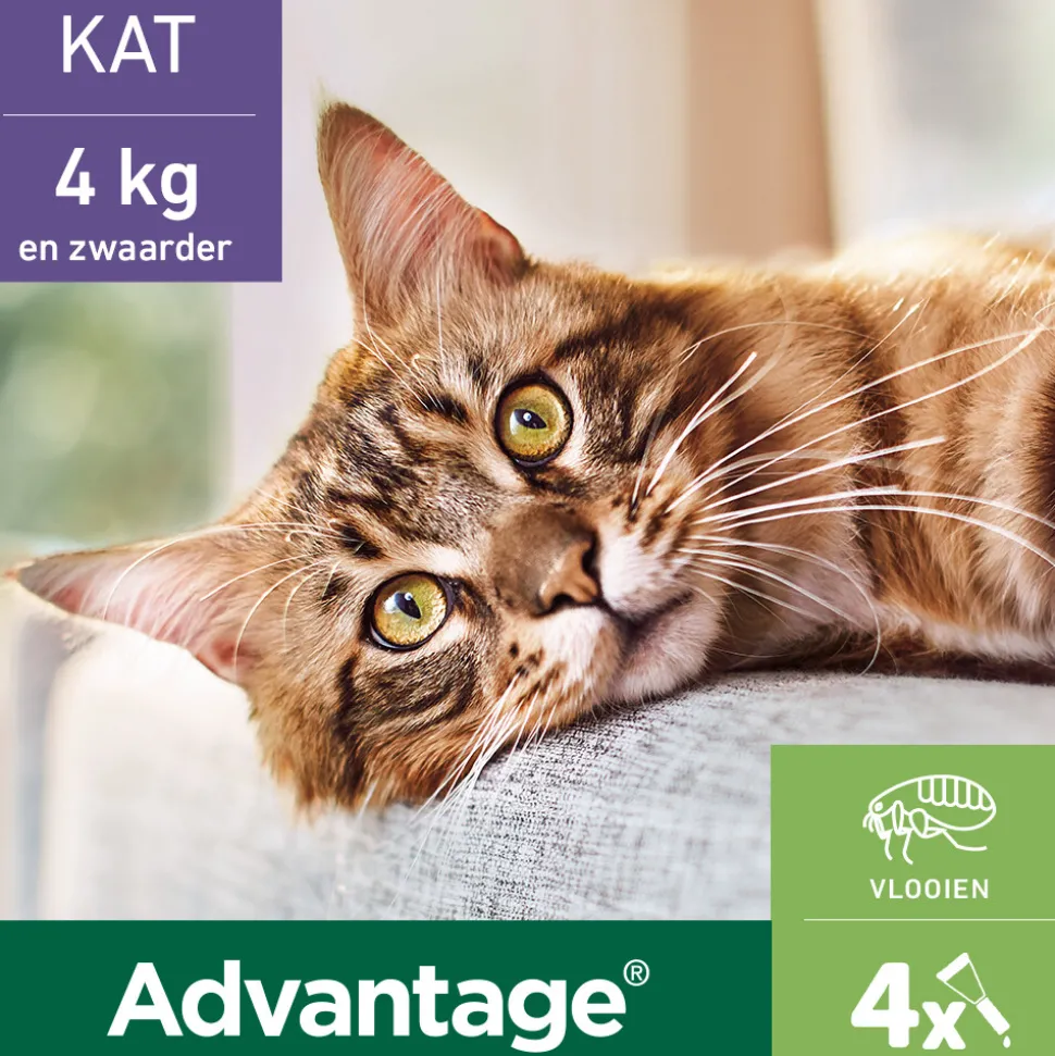 Advantage Anti Vlooiendruppels 80 Kat vanaf 4 kg 4 pipetten