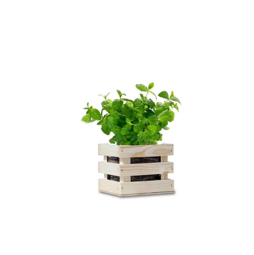 Baza Garden Box Bio Munt