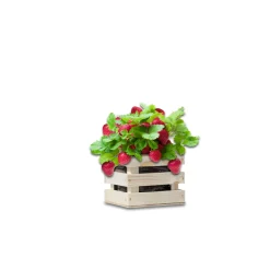 Baza Garden Box Strawberry Extra Zoete Aardbei