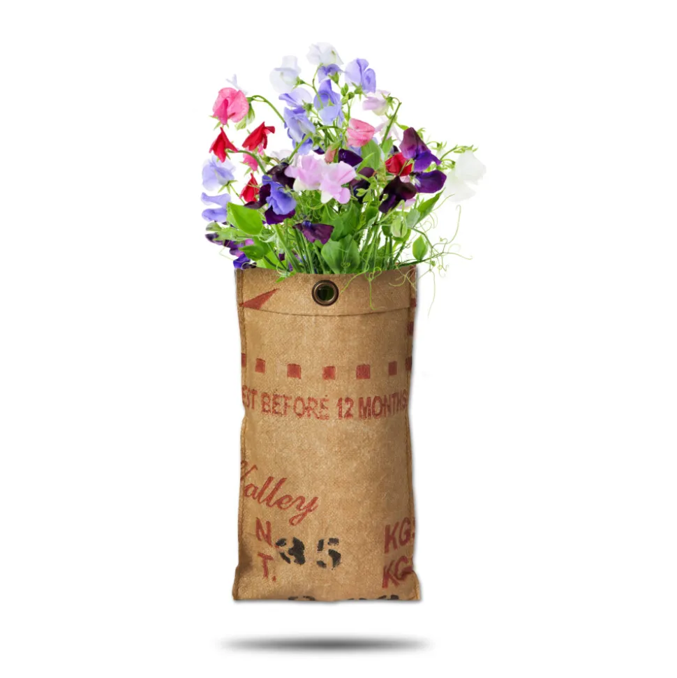 Baza Hangtuin Bio Lathyrus