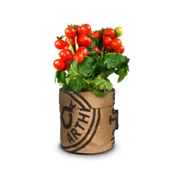 Baza Keukentuintje Bio Tomato Cerise