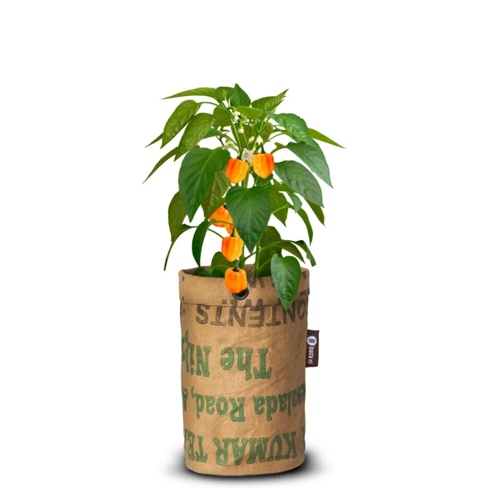 Baza Pepperclub Bio Habanero Orange