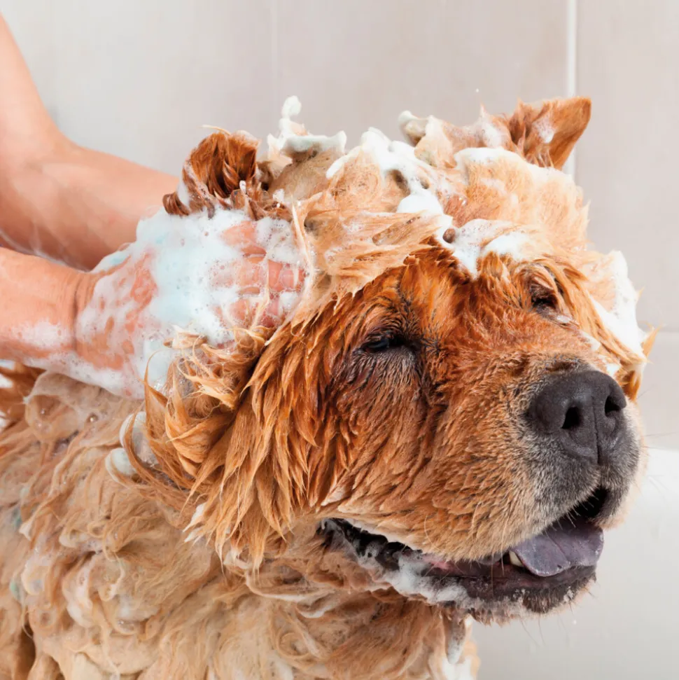 Beaphar Anti Vlooienshampoo Hond - Kat 100 ml