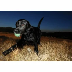 Chuckit Max Glow Ball 1 - pack Medium ø 6 cm