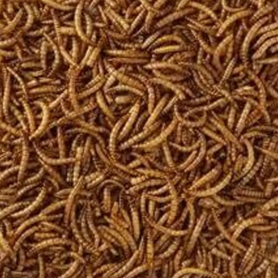 HobbyFirst Meelwormen 1 kg