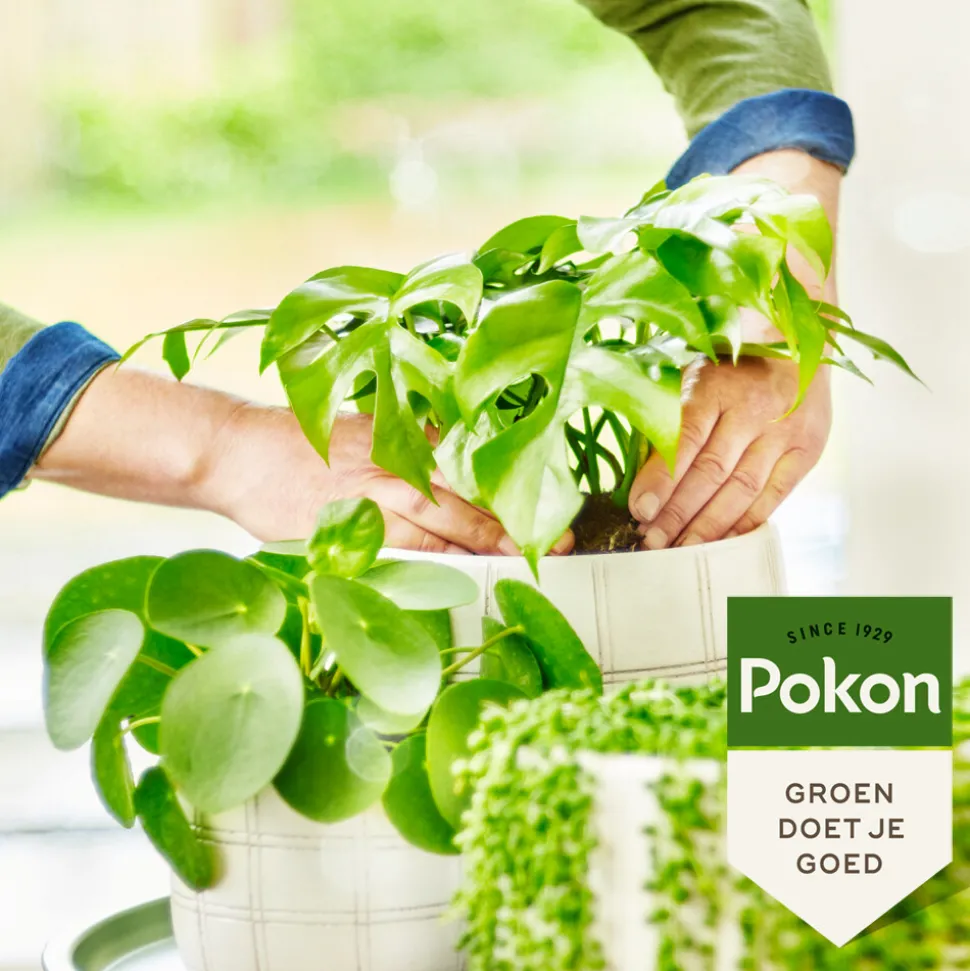 Pokon Bio Groene Planten Voeding 250 ml