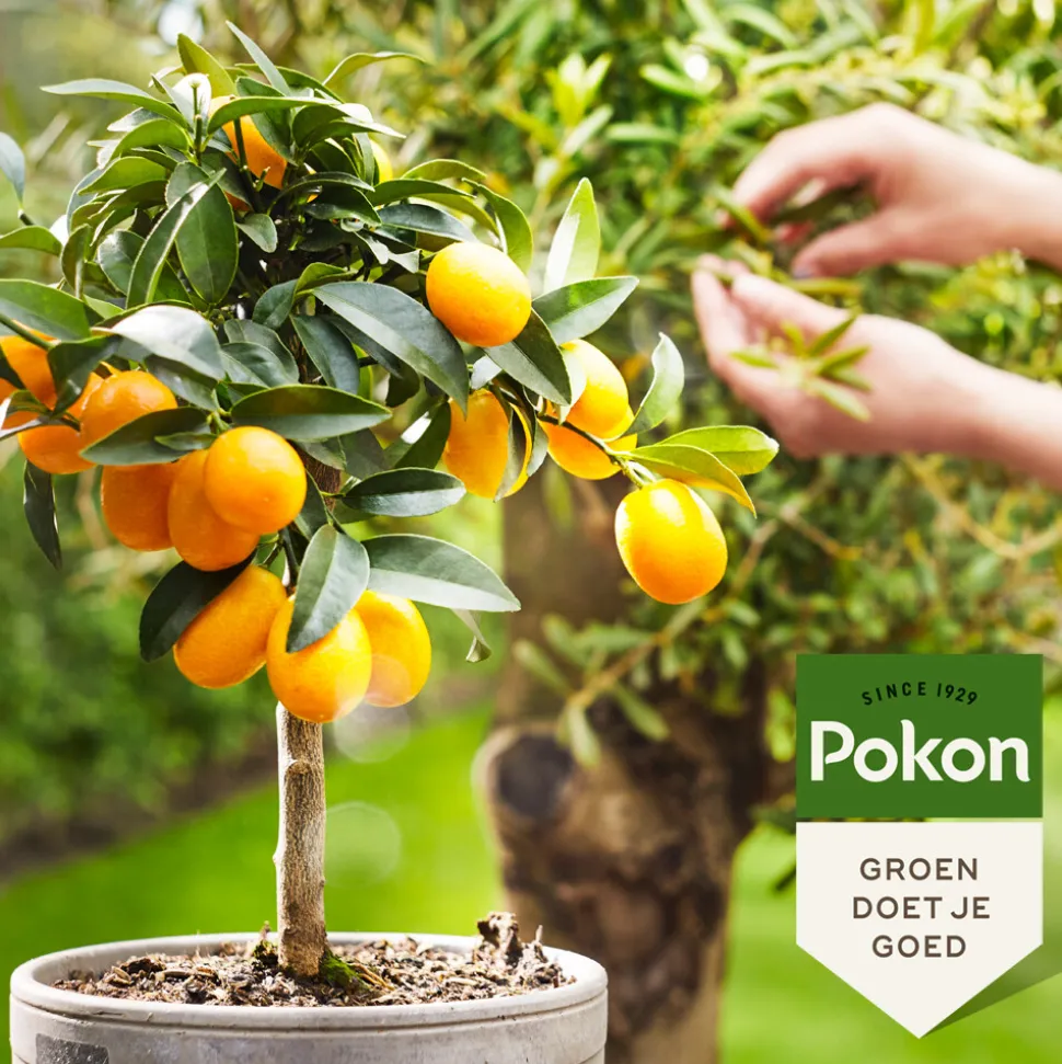 Pokon Bio Mediterrane Planten Voeding 500 ml