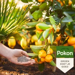 Pokon Mediterrane Planten Mest 1 kg