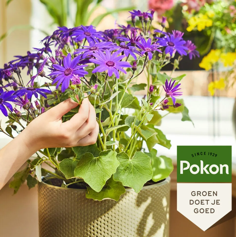 Pokon Planten Voeding Bloeiende Planten 500 ml