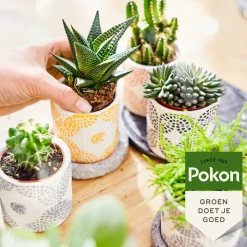 Pokon Planten Voeding Cactus en Vetplant 250 ml
