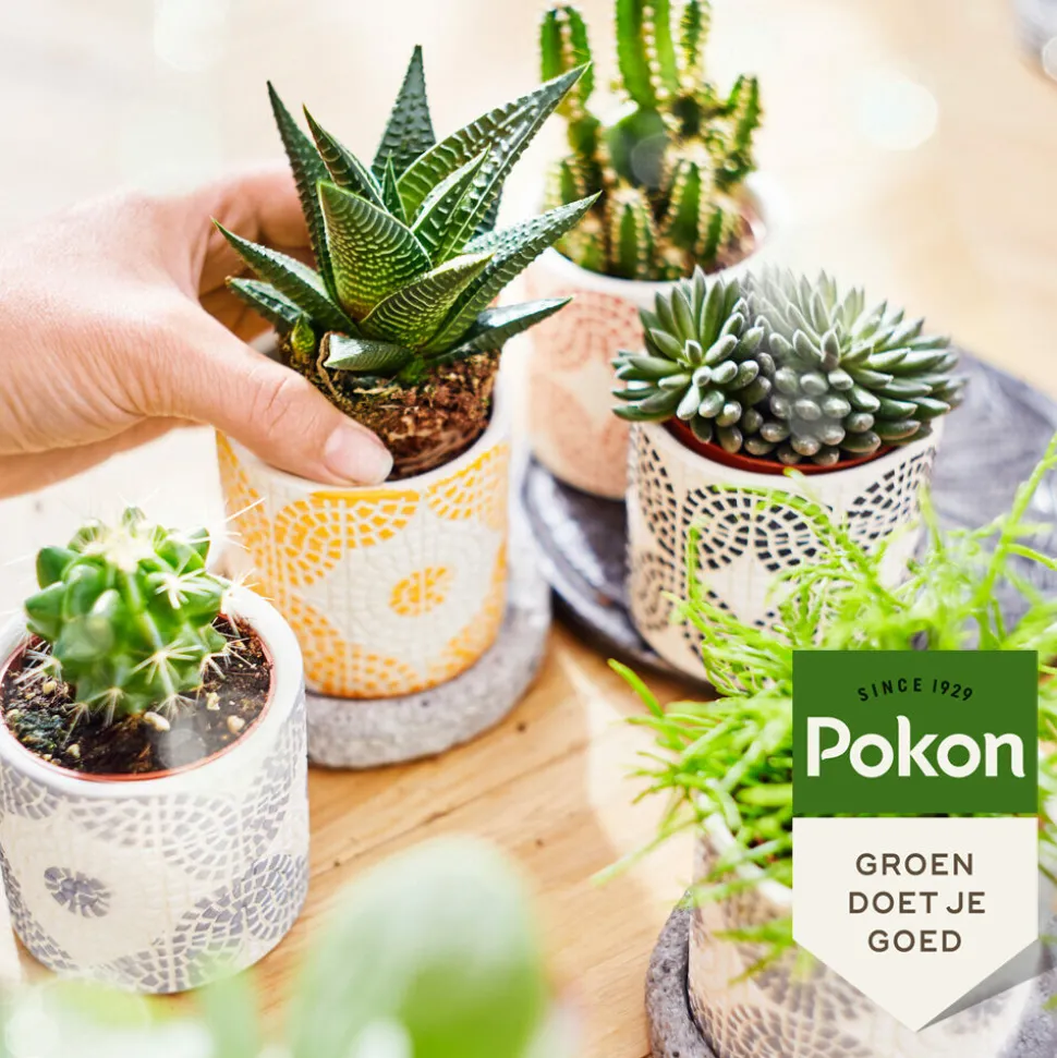 Pokon Planten Voeding Cactus en Vetplant 250 ml