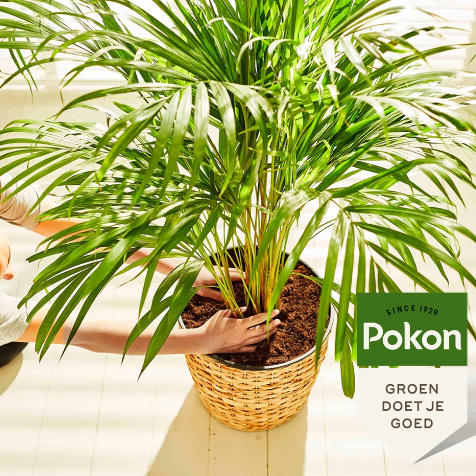 Pokon Potgrond Palmen 10 liter