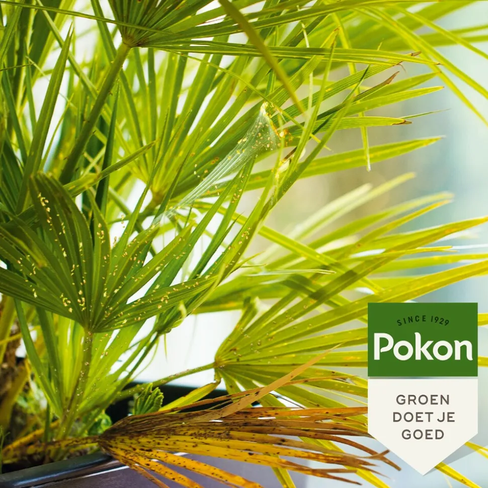 Pokon Tegen Hardnekkige Insecten Concentraat 'Polysect' Biologisch 175 ml