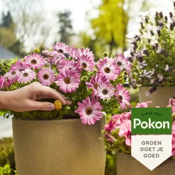 Pokon Terras & Balkon Planten Voedingskegels 10 stuks