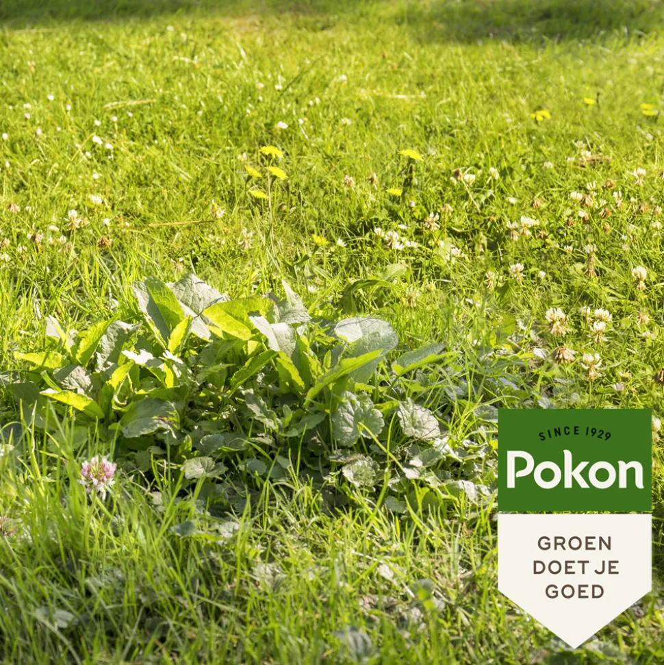 6x Pokon Onkruid Weg voor 40m2 800 gr